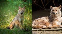 मुजफ्फरपुर में सियार का आतंक, कई लोगों पर किया हमला, रेस्क्यू ऑपरेशन जारी