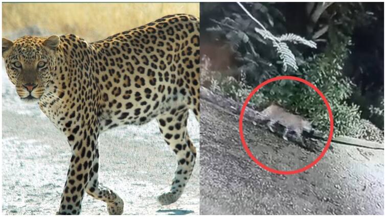 People are afraid because of leopard roaming in Rajahmundry Leopard In Rajahmundry: రాజమండ్రి శివార్లులో చిరుత సంచారం-భయాందోళనలో ప్రజలు!