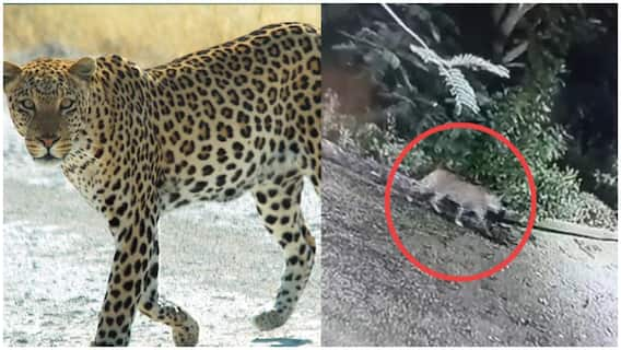 Leopard In Rajahmundry: రాజమండ్రి శివార్లులో చిరుత సంచారం-భయాందోళనలో ప్రజలు!