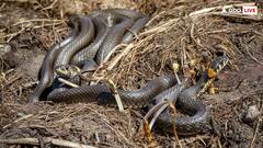 दुनिया में इस जगह होती है सांपों की खेती, नाम सुनकर चौंक जाएंगे आप