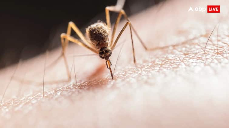 Dengue patients at higher risk of heart disease, study finds