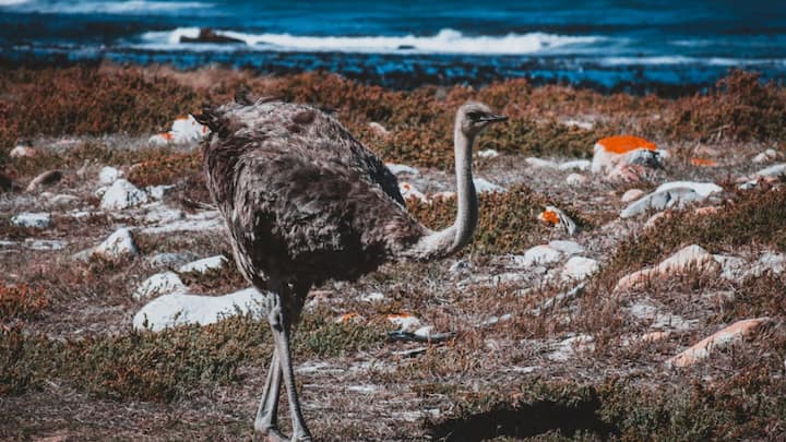 Let us tell you that the size of ostrich eggs can be equal to coconut or a little bigger than that. While the weight is more than half a kilo. They dig a hole in the ground only to keep the eggs. According to the report, the responsibility of hatching the eggs is not only of the female but also of the male ostrich.