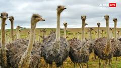 शुतुरमुर्ग जमीन के अंदर छिपाता है अपना अंडा, जानिए क्या है इसके पीछे की वजह