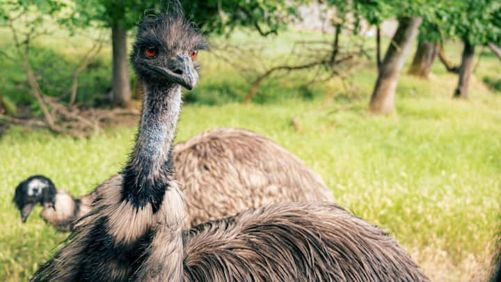 According to the information, to bring out the babies from the eggs, they have to be given warmth. That is why ostriches make holes in the sand and put their eggs in them. After this, they keep turning the eggs by putting their head in these holes, so that the egg can get heat from all sides and the baby can come out of it.