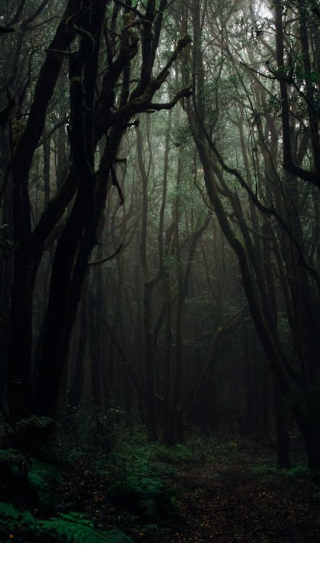 காங்கோ பேசின் காடு