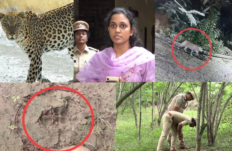 Leopard in Rajahmundry DFO alerts people over Leopard wandering Leopard In Rajahmundry: రాజమండ్రిలో రాత్రివేళల్లో ఒంటరిగా బయటకు రావొద్దు, చిరుతపులి సంచారంపై డీఎఫ్‌వో