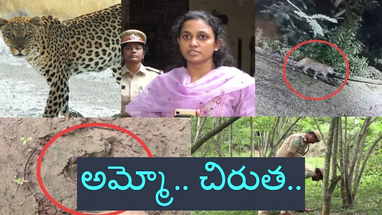 forest officials warned to people on leopard moving in rajamahendravaram and put trap cameras Leopard: రాజమహేంద్రవరం శివారులో చిరుత సంచారం - ప్రజలకు అధికారుల హెచ్చరిక, ఈ నెంబరుకు కాల్ చేయండి!