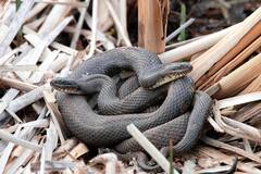 दुनिया में इस जगह होती है सांपों की खेती, नाम सुनकर चौंक जाएंगे आप