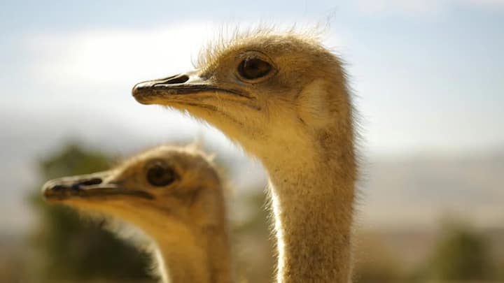 A single ostrich egg is the same size as more than a dozen hen eggs. The babies come out of these eggs after 42 to 45 days. Until the babies come out of the eggs, the ostrich checks them several times by putting its head in the ground. While doing this, the onlooker feels that it has hidden its head in the ground.