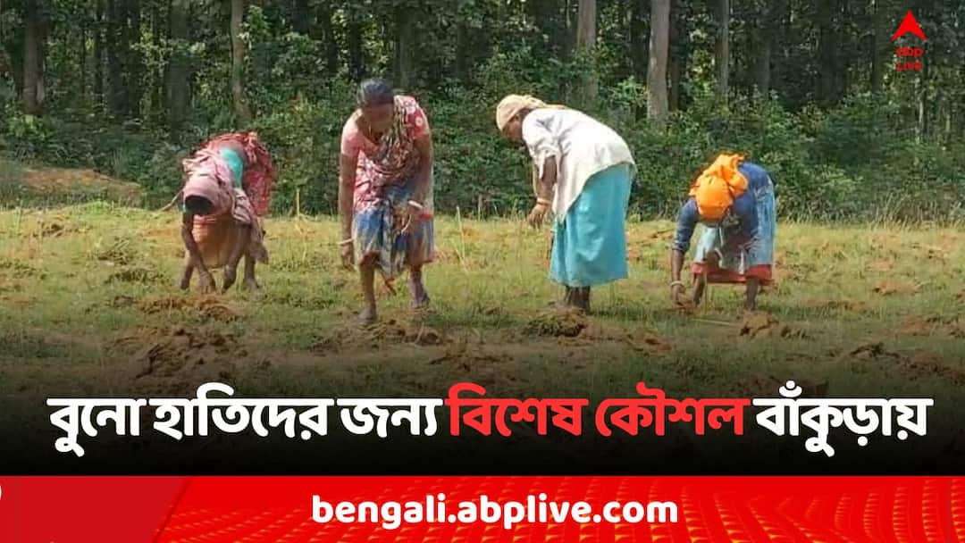 Bankura Forest Department takes a smart step to protect from Elephant attack Bankura News: হাতির হামলায় এবার পড়তে চলেছে ইতি ? বাঁকুড়ায় অভিনব কৌশল বন দফতরের