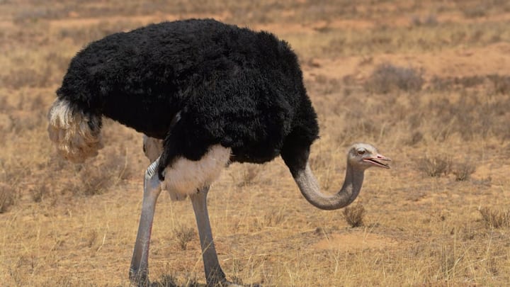 Ostrich eggs are the largest among all the other birds. Although humans include ostrich eggs in their diet like chicken eggs, they are not easily available and their price in the market is very high.