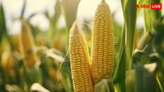 स्वीट कॉर्न की खेती से हर साल आप कमा सकते हैं लाखों रुपये, बस करना होगा ये काम