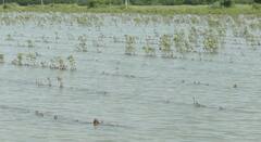 પાટણ જિલ્લામાં ખેડૂતોના હાલ બેહાલ, ખેતરો જળમગ્ન, સર્વે કરી સહાય આપવા માંગ