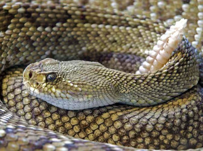 The use of snakes is of special significance in traditional Chinese medicine. The flesh, skin and organs of snakes are used to treat many diseases. For example, snake skin is used to treat skin diseases, joint pain and inflammation.