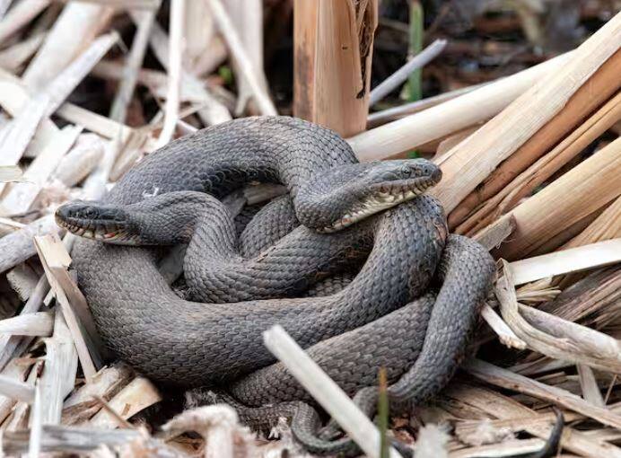 ਦਰਅਸਲ ਅੱਜ ਅਸੀਂ ਇੱਕ ਅਜਿਹੇ ਦੇਸ਼ ਦੀ ਗੱਲ ਕਰ ਰਹੇ ਹਾਂ ਜਿੱਥੇ ਸੱਪਾਂ ਦੀ ਖੇਤੀ ਕੀਤੀ ਜਾਂਦੀ ਹੈ। ਹਾਂ, ਤੁਸੀਂ ਸਹੀ ਸੁਣ ਰਹੇ ਹੋ। ਇਸ ਦੇਸ਼ ਵਿੱਚ ਸੱਪਾਂ ਨੂੰ ਖੇਤੀ ਲਈ ਪਾਲਿਆ ਜਾਂਦਾ ਹੈ।