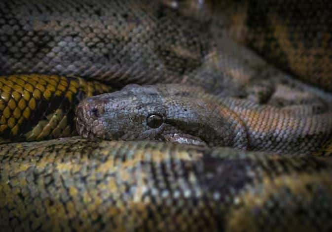 Snake keeping is an essential part of China's traditional medicine system TCM (Traditional Chinese Medicine). People here believe that various parts of snakes have special medicinal properties that help in increasing the health and energy of the body.