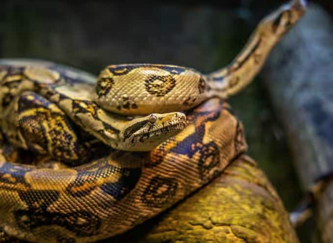 We are talking about India's neighboring country China, in China snake rearing is a special and traditional activity, which is part of the country's cultural and economic heritage. The tradition of rearing snakes in China is thousands of years old. Since ancient times snakes have been used in medicinal food and cultural rituals.