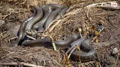 Snake Facts: દુનિયામાં આ જગ્યાએ થાય છે સાપોની ખેતી, નામ સાંભળીને ચોંકી જશો તમે