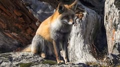 बहराइच के बाद अब संभल में भी भेड़िये का आतंक, बुजुर्ग महिला समेत दो युवतियों पर किया हमला