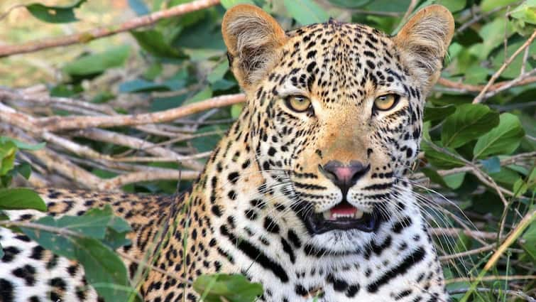 Bengaluru electronic city Leopard Spotted 2nd Sighting In a Month jigani area Leopard Spotted Strolling In Bengaluru In 2nd Sighting In A Month