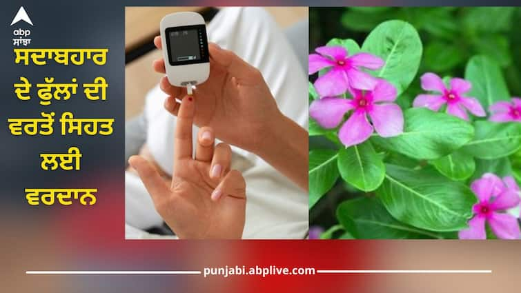 Use the Sadabahar Flowers in diabetes like this, you will get great benefits health news Diabetes: ਸ਼ੂਗਰ 'ਚ ਇੰਝ ਕਰੋ ਸਦਾਬਹਾਰ ਦੇ ਫੁੱਲਾਂ ਦੀ ਵਰਤੋਂ, ਮਿਲੇਗਾ ਗਜ਼ਬ ਫਾਇਦਾ