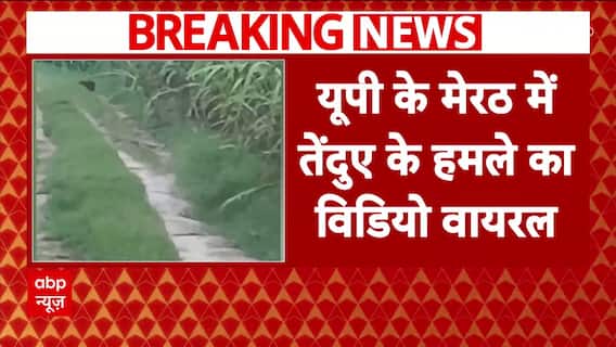 Meerut Leopard Scare: Multiple Leopards Spotted and Attack Video Goes Viral | UP News