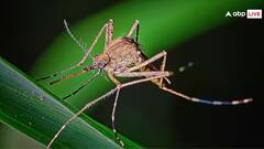 Mosquito Facts: કેટલી હોય છે મચ્છરની ઉંમર ? જાણી લો જવાબ