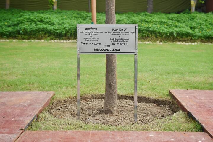 On September 9, 2024, Crown Prince Sheikh Khaled Bin Mohamed bin Zayed Al Nahyan planted an Amaltas (Cassia Fistula) sapling, further strengthening this legacy. He is the third generation leader from UAE to plant a sapling at Rajghat. (Image Source: PIB)