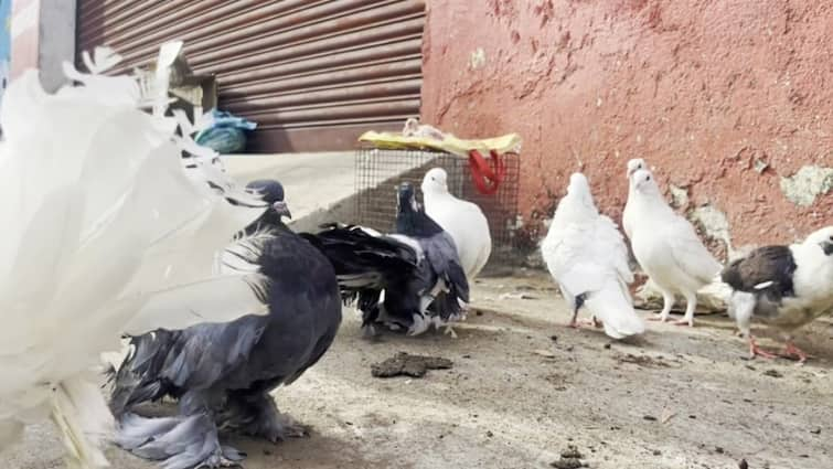 Madurai weeded pigeon market, public flocked to buy domesticated animals மதுரையில் களைகட்டிய புறா சந்தை.. குதூகலமாக குவிந்த வளர்ப்புப் பிராணி பிரியர்கள்