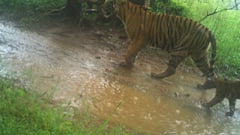 रणथंभौर से आई गुड न्यूज! 3 शावकों के साथ दिखी बाघिन, अब इतनी हुई संख्या