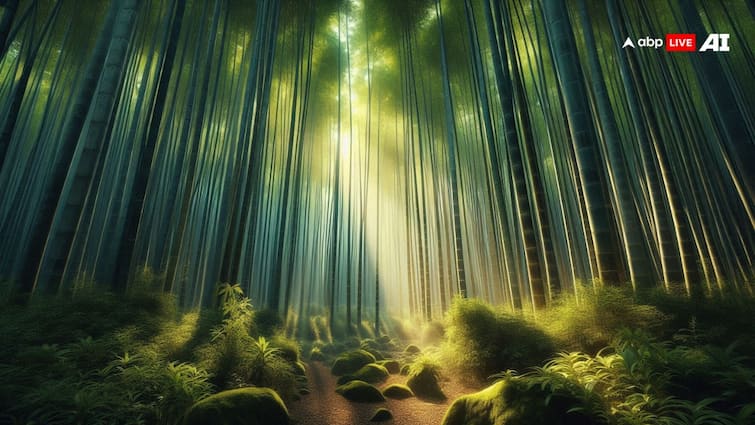 this grass can grow up to a height of 10 floors know where it is grown facts 10 मंजिल की ऊंचाई तक बढ़ सकती है यह घास, जानें कहां-कहां होती है इनकी पैदावार?