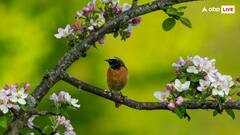 पेड़ की डाल पर सोते समय नीचे क्यों नहीं गिरते पक्षी, क्या है इसके पीछे की वजह?