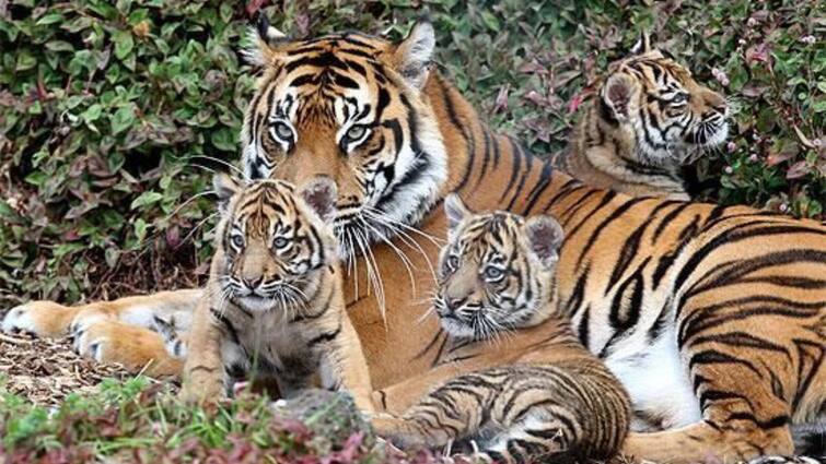 Top Wildlife Safaris For Tiger Spotting In September