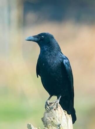 કયું શ્રાદ્ધ ક્યારે છે ? તમામ 16 શ્રાદ્ધની તિથિઓ જાણો...