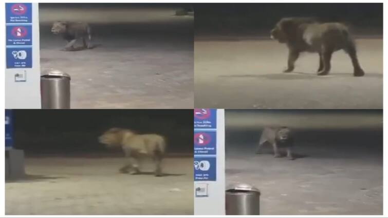 Tenkasi: viral video for Lion roams near Sankarankoil... Forest & Police Description.! சங்கரன்கோவில் அருகே உலா வரும் சிங்கம்! அச்சத்தில் மக்கள்! - வனத்துறை விளக்கம்..!
