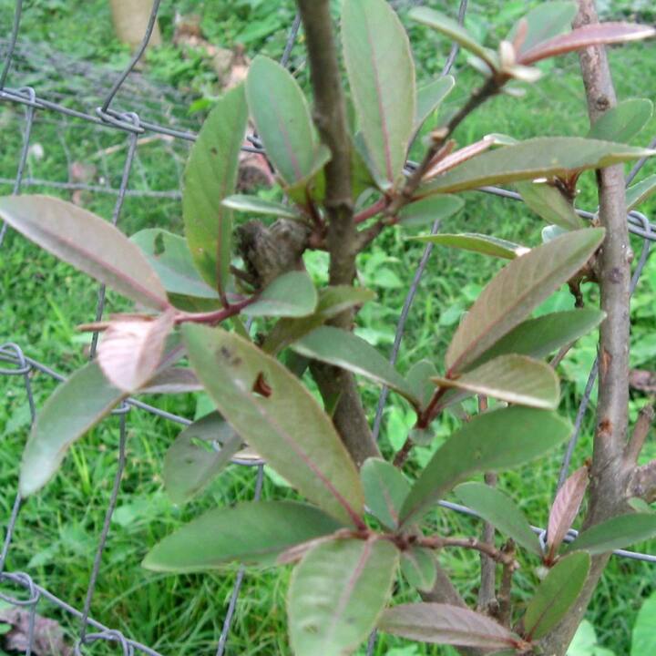 10 ਗਰਾਮ ਅਰਜੁਨ ਪਾਊਡਰ, ਇਕ ਗਲਾਸ ਮਿੱਟੀ ਦੇ ਬਰਤਨ ਵਿਚ ਰਾਤ ਨੂੰ ਭਿਉਂ ਕੇ ਰੱਖ ਦਿਉ। ਸਵੇਰੇ ਚੰਗੀ ਤਰ੍ਹਾਂ ਮਲ ਕੇ ਪੁਣ ਕੇ ਪਾਣੀ ਪੀ ਲਉ। ਇਹ ਤਿੰਨ ਤਰੀਕੇ ਹਨ ਜੋ ਤੁਸੀ ਵਰਤ ਸਕਦੇ ਹੋ।