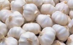 સૌરાષ્ટ્રના અનેક યાર્ડમાં લસણની હરાજી બંધ રખાઈ, જાણો ચાઈનીઝ લસણનો વિરોધ કેમ થઈ રહ્યો છે  