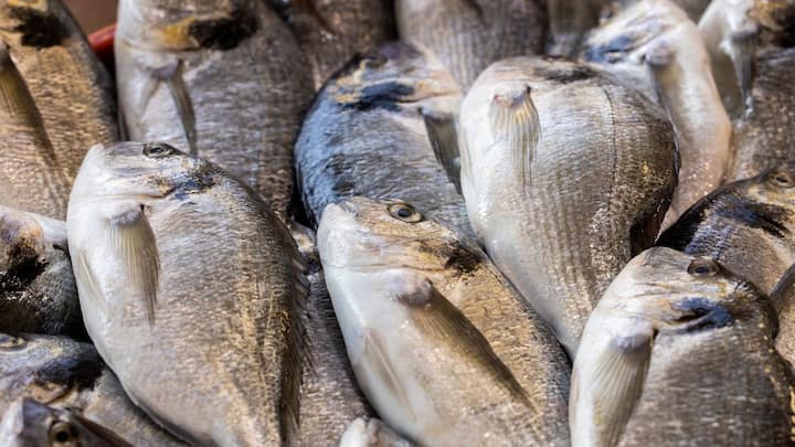 Bangladesh Ban Hilsa Fish for Durga Puja: दुर्गा पूजा के दौरान हर बंगाली घर में हिल्सा जरूर बनती है, लेकिन बांग्लादेश की अंतरिम सरकार ने हिल्सा मछली के निर्यात पर प्रतिबंध लगा दिया है.