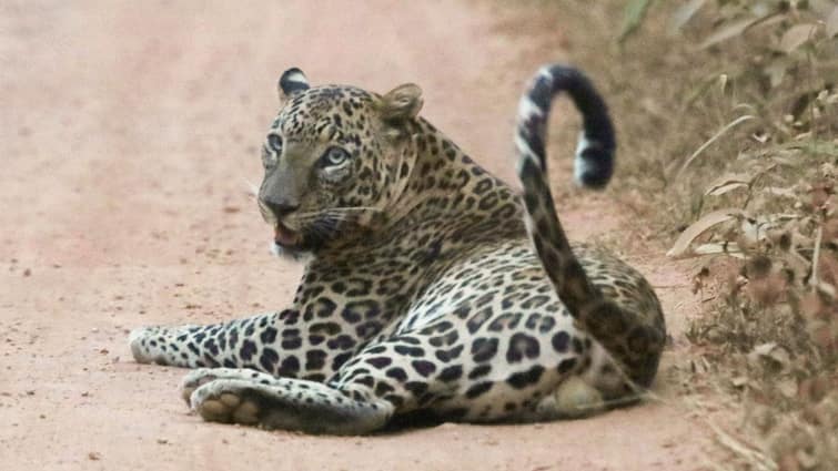 Leopard On Prowl In Hapur Navada Village Locals Stop Sending Kids To School Leopard On Prowl In Hapur Village Kills Four Animals, Locals Stop Sending Kids To School