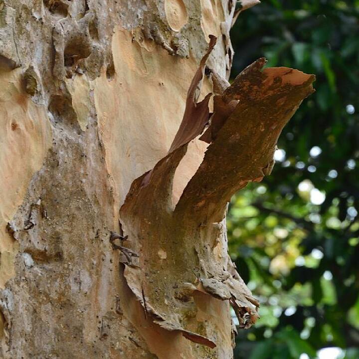 ਅਰਜੁਨ ਦਾ ਰੁੱਖ ਬੰਗਾਲ, ਮੱਧ ਪ੍ਰਦੇਸ਼ ਦੱਖਣੀ ਬਿਹਾਰ, ਉਤਰ ਪ੍ਰਦੇਸ਼ ਪੰਜਾਬ ਵਿਚ ਇਹ ਰੁੱਖ ਆਮ ਪਾਇਆ ਜਾਂਦਾ ਹੈ।