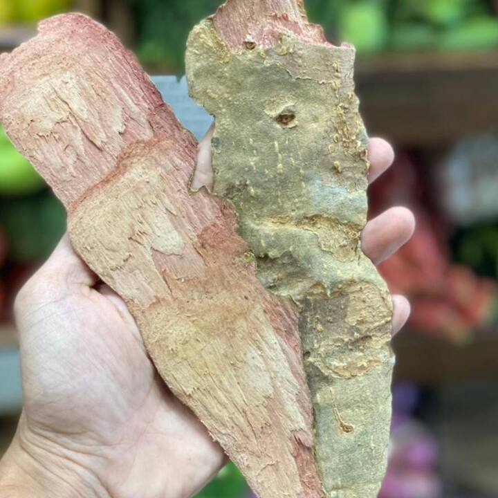 ਹੱਡੀ ਟੁੱਟ ਜਾਵੇ ਤਾਂ 5 ਗਰਾਮ ਅਰਜੁਨ ਪਾਊਡਰ, ਦੇਸੀ ਘੀ 10 ਗਰਾਮ ਤੇ 10 ਗਰਾਮ ਸ਼ੱਕਰ ਮਿਲਾ ਕੇ ਖਾਉ, ਹੱਡੀ ਜੁੜ ਜਾਵੇਗੀ ਸੋਜ ਦਰਦ ਵਿਚ ਅਰਾਮ ਮਿਲੇਗਾ।