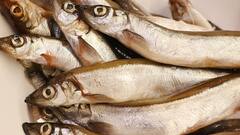 बांग्लादेश की अंतरिम सरकार ने लिया 'भारत के खिलाफ' बड़ा फैसला, बंगाल के लोग परेशान, जानिए