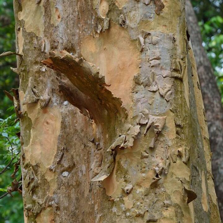 2-3 ਗਰਾਮ ਚੂਰਨ ਜੀਭ ਤੇ ਰੱਖ ਕੇ ਚੂਸਦੇ ਰਹੋ, ਛਿੱਲੜ ਦਾ ਚੂਰਨ 10 ਗਰਾਮ, ਦੁਧ 150 ਗਰਾਮ, ਪਾਣੀ 150 ਗਰਾਮ ਮਿਲਾ ਕੇ ਬਰਤਨ ਵਿਚ ਉਬਾਲੋ।