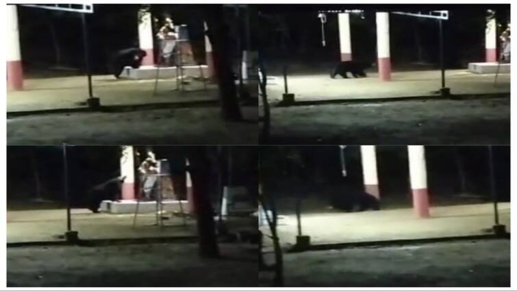 Papanasam: Bears showing trend without getting stuck in cages again Villagers in fear பாபநாசம்: மீண்டும் மீண்டும் கூண்டில் சிக்காமல் போக்கு காட்டும் கரடிகள்! அச்சத்தில் கிராம மக்கள்!