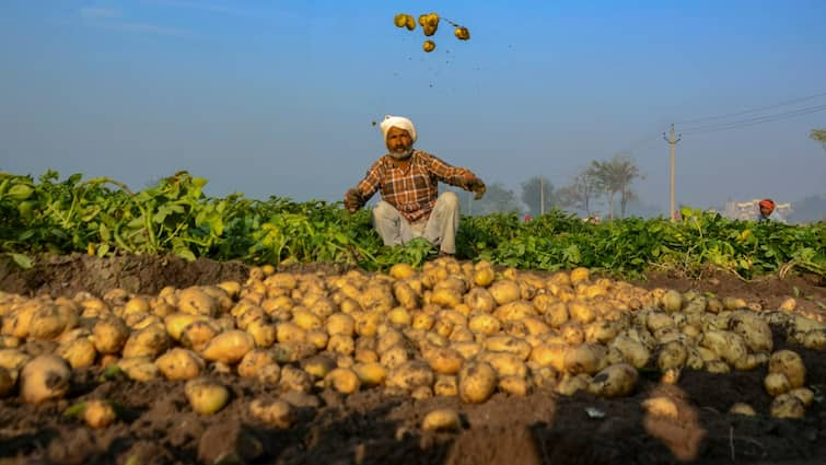 Aligarh After Lock potato new identity 5 countries powder sent Aligarh News: ताले के बाद आलू ने अलीगढ़ को दी नई पहचान, 5 देशों में भेजा जा रहा इससे बना पाउडर