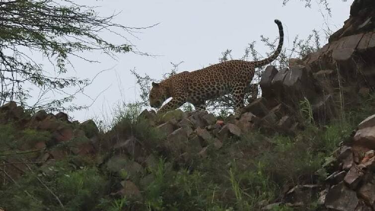 Salem news Public fears due to leopard movement again - TNN Salem Leopard: மீண்டும் சிறுத்தை நடமாட்டத்தால் பொதுமக்கள் அச்சம்... வீட்டில் முடங்கிய சேலம் மக்கள்