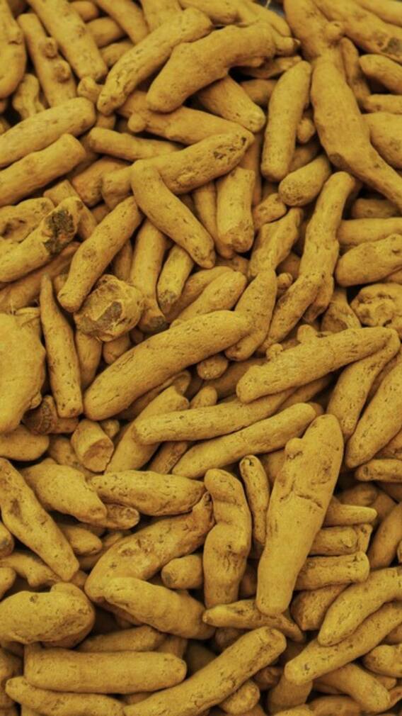 ਹਲਦੀ ਦੀ ਬਿਜਾਈ ਦਾ ਕੀ ਸਹੀ ਸਮਾਂ ਤੇ ਕਿਵੇ ਲਈਏ ਚੋਖੀ ਪੈਦਾਵਰ