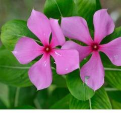 ਸ਼ੂਗਰ ਦੇ ਮਰੀਜ਼ਾਂ ਲਈ ਰਾਮਬਾਣ ਸਦਾਬਹਾਰ ਦੇ ਫੁੱਲ ਅਤੇ ਪੱਤੇ! ਜਾਣੋ ਵਰਤੋਂ ਦਾ ਸਹੀ ਢੰਗ