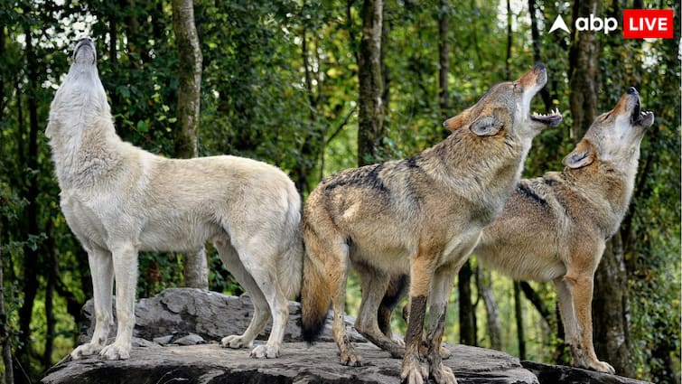 Wolves attack in Bahraich Uttar Pradesh know whether the wolves are taking revenge for something यूपी के कई जिलों में पहले भी हमला कर चुके भेड़िए, 50 बच्चों को मारकर लिया था इस बात का बदला