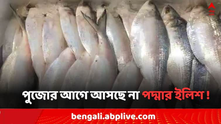 Howrah Fish Market Business Man claims Padma River Hilsa Fish will not come before Durga Puja 2024 after Bangladesh Sheikh Hasina resigns Howrah News: কলকাতায় পুজোর আগে আসছে না পদ্মার ইলিশ !